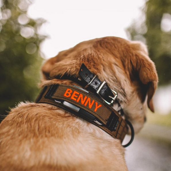 BennyPersonalizedFiCollarA