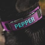 WebProduct_Collar_1.5personalizedFi