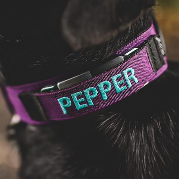 PepperFiCcollarC