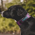 WebProduct_Collar_1.5personalizedFi